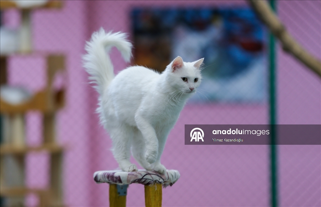 Koruma altındaki Van kedileri bu yıl 120 yavru doğurdu