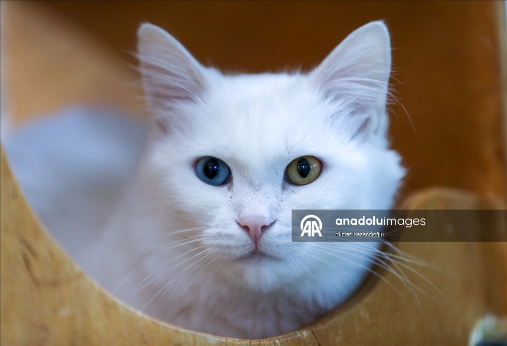 Koruma altındaki Van kedileri bu yıl 120 yavru doğurdu