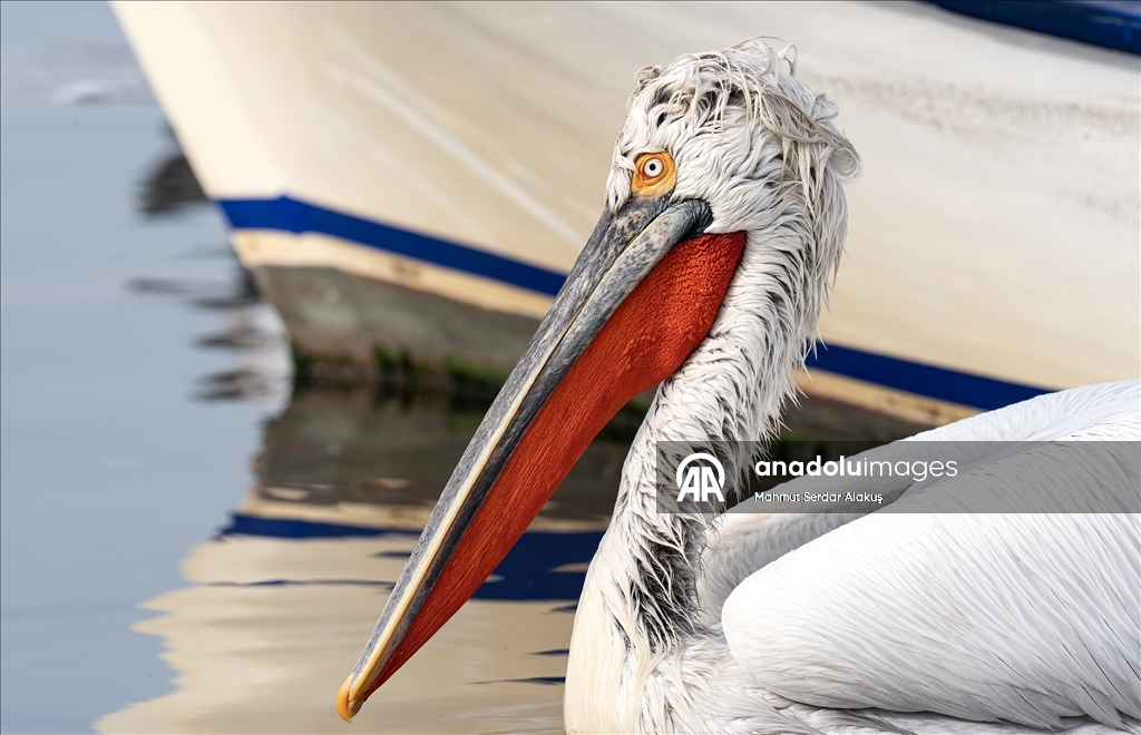 İzmir Körfezi'nin misafirleri: Tepeli pelikanlar