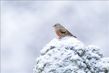 Гора Овит выделяется богатым биологическим разнообразием