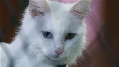 Koruma altındaki Van kedileri bu yıl 120 yavru doğurdu