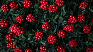 Yılbaşının simgelerinden "kokina çiçeği" tezgahlarda alıcısını bekliyor