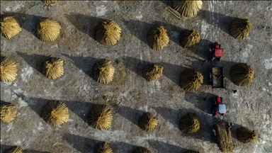 Eber Gölü havzasında kamış kesim sezonu başladı