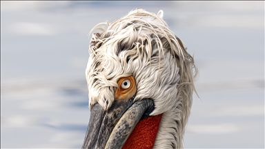 İzmir Körfezi'nin misafirleri: Tepeli pelikanlar