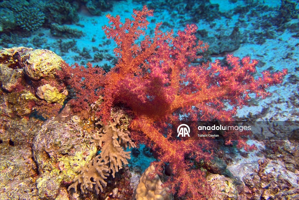 Akıllı cihazlar sualtı fotoğrafçılığında yeni bir dönemi başlattı