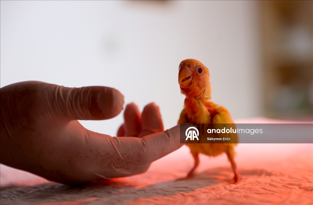 El konulan cennet papağanı yavrularına doğal yaşam parkında özenle bakılıyor