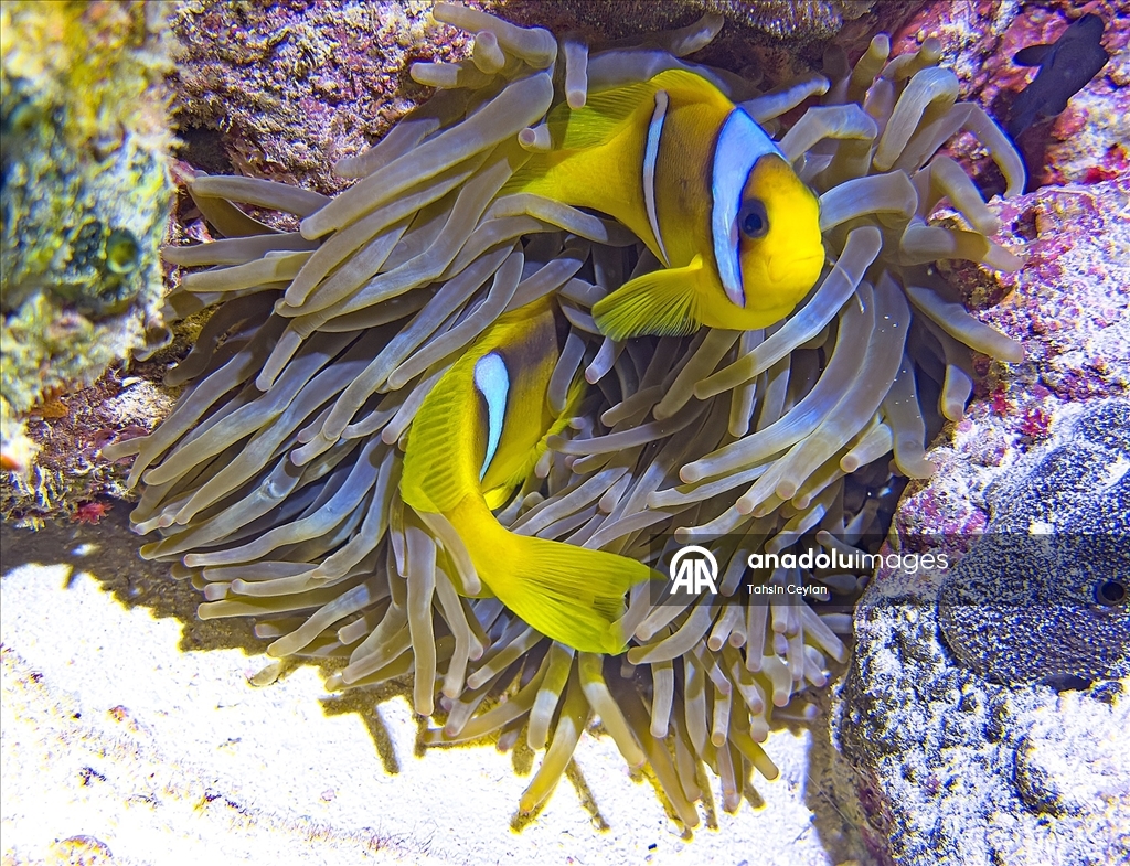 Akıllı cihazlar sualtı fotoğrafçılığında yeni bir dönemi başlattı