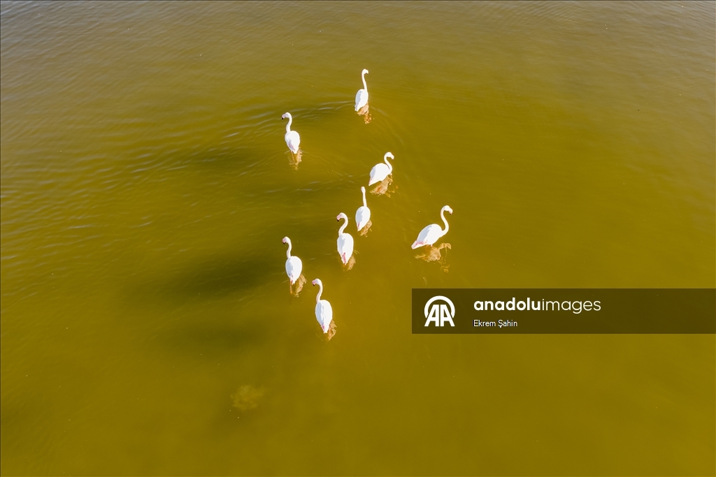 Adana’daki lagünlerde kalan flamingolar sulak alanları mesken tuttu