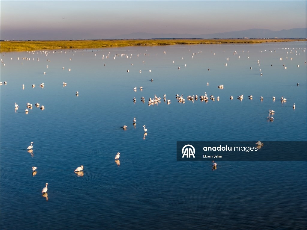 Adana’daki lagünlerde kalan flamingolar sulak alanları mesken tuttu