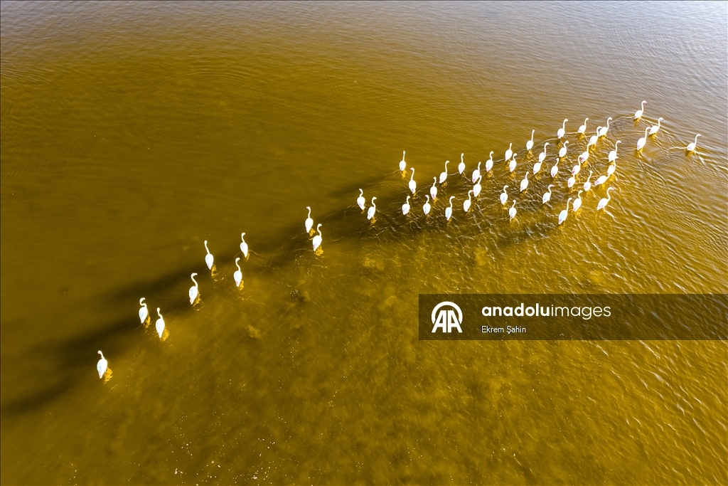 Adana’daki lagünlerde kalan flamingolar sulak alanları mesken tuttu