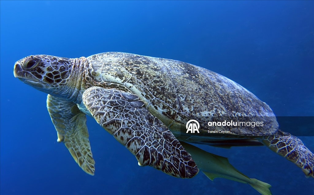 Akıllı cihazlar sualtı fotoğrafçılığında yeni bir dönemi başlattı