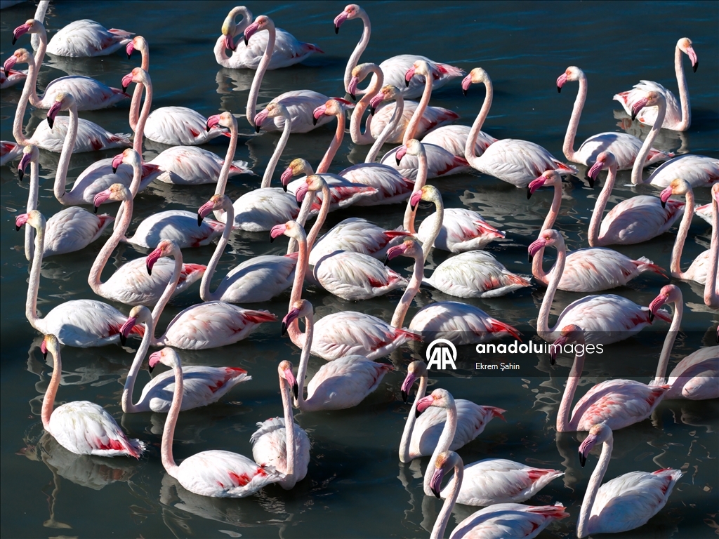 Adana’daki lagünlerde kalan flamingolar sulak alanları mesken tuttu