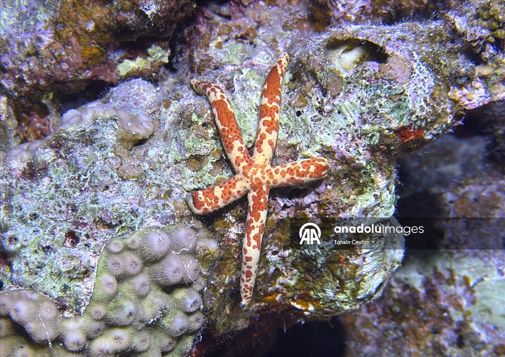 Akıllı cihazlar sualtı fotoğrafçılığında yeni bir dönemi başlattı