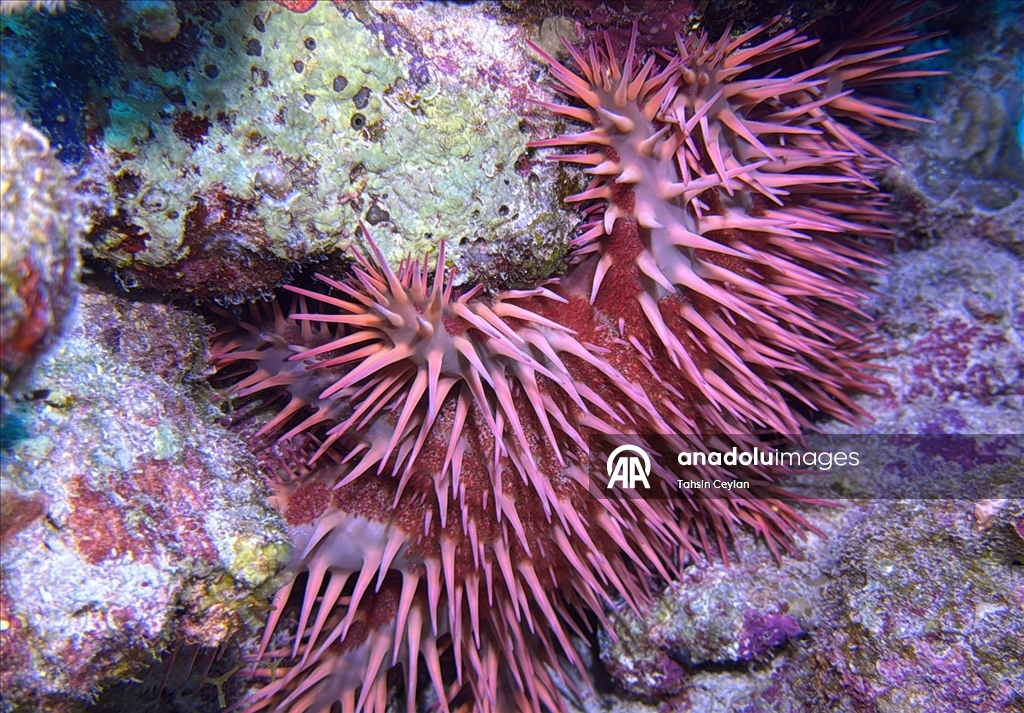 Akıllı cihazlar sualtı fotoğrafçılığında yeni bir dönemi başlattı