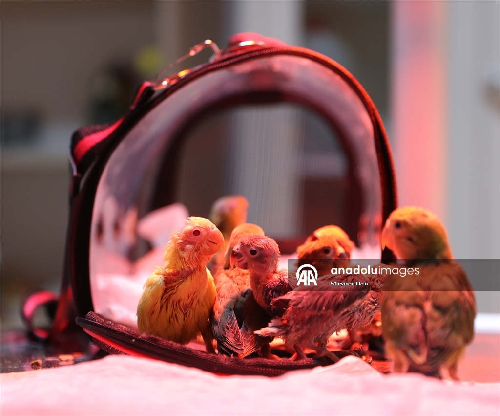 El konulan cennet papağanı yavrularına doğal yaşam parkında özenle bakılıyor