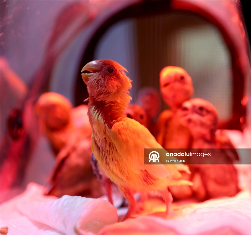 El konulan cennet papağanı yavrularına doğal yaşam parkında özenle bakılıyor