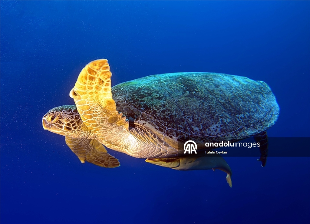 Akıllı cihazlar sualtı fotoğrafçılığında yeni bir dönemi başlattı
