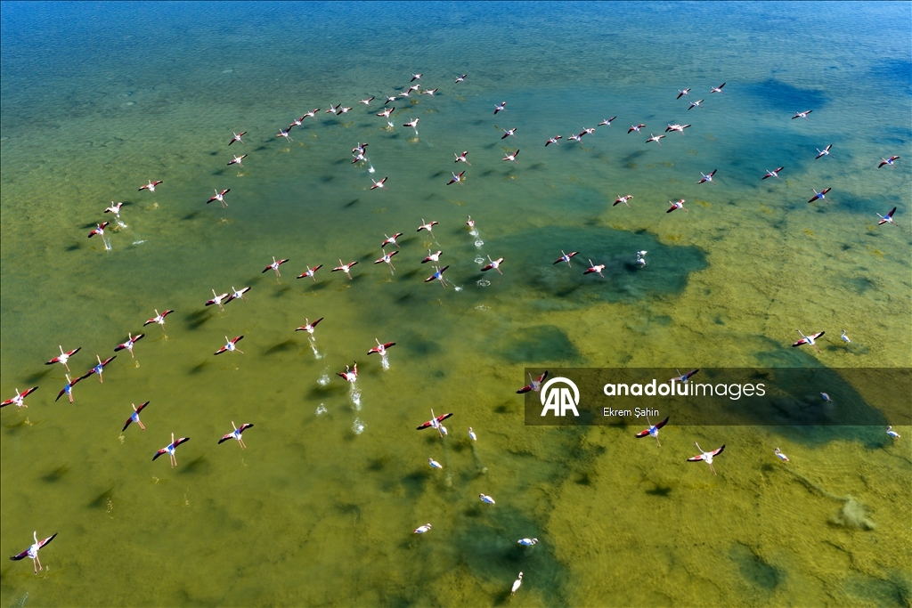 Adana’daki lagünlerde kalan flamingolar sulak alanları mesken tuttu