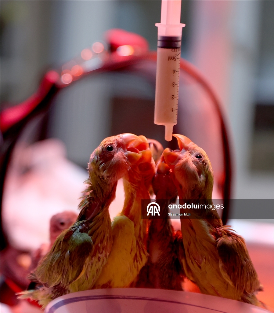 El konulan cennet papağanı yavrularına doğal yaşam parkında özenle bakılıyor