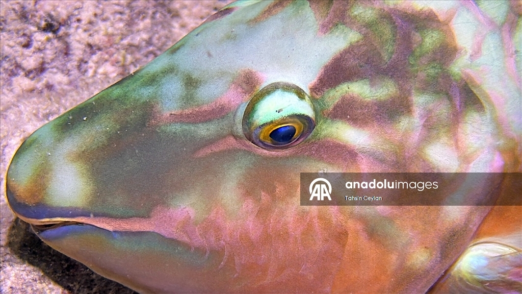 Akıllı cihazlar sualtı fotoğrafçılığında yeni bir dönemi başlattı