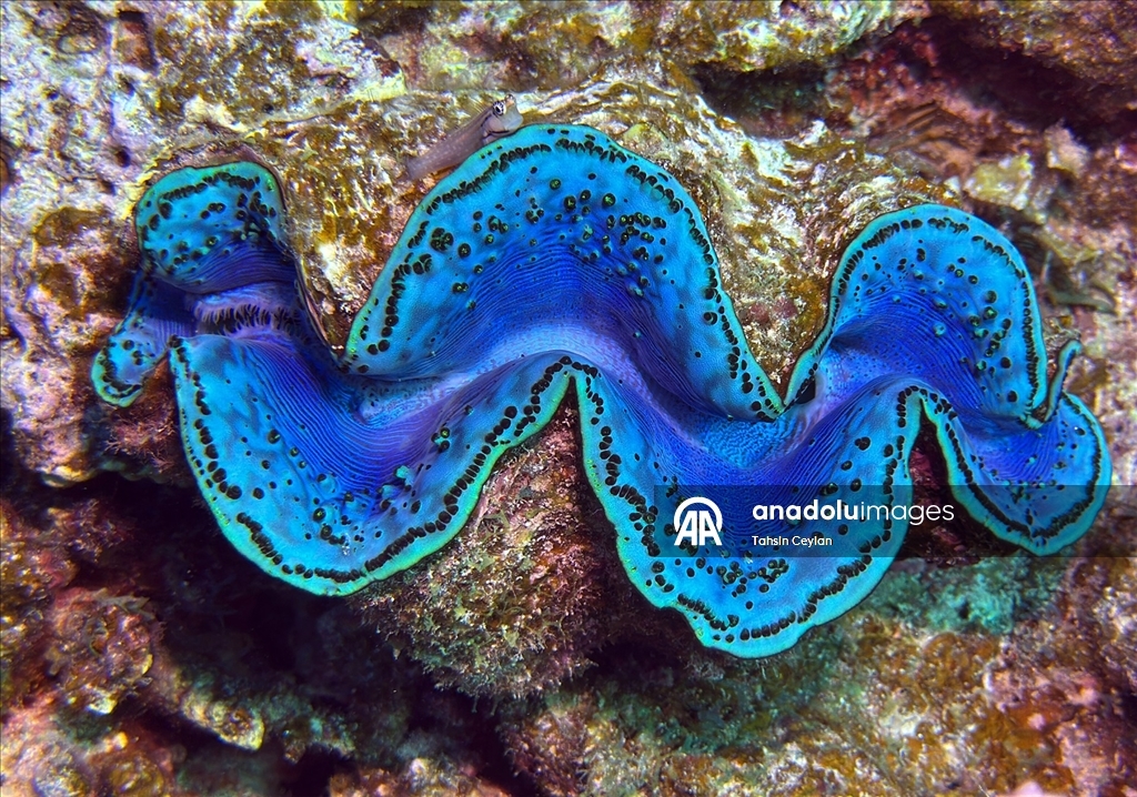 Akıllı cihazlar sualtı fotoğrafçılığında yeni bir dönemi başlattı
