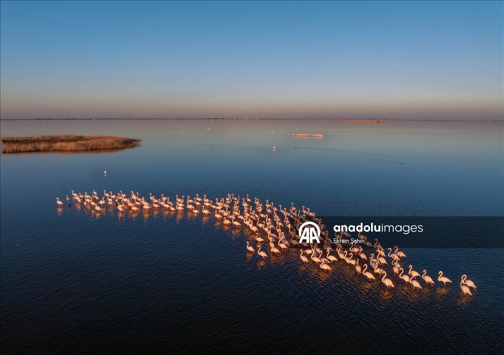 Adana’daki lagünlerde kalan flamingolar sulak alanları mesken tuttu