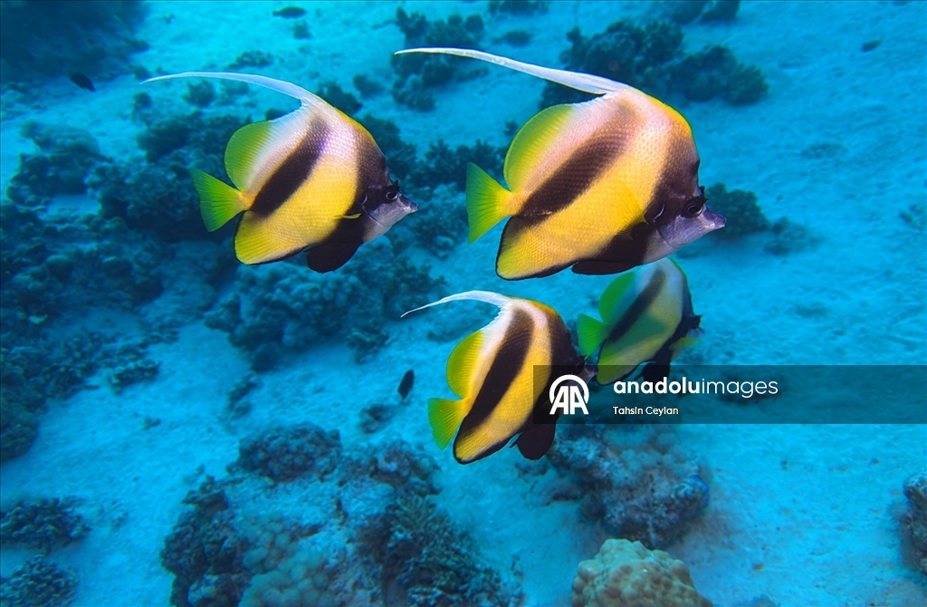 Akıllı cihazlar sualtı fotoğrafçılığında yeni bir dönemi başlattı