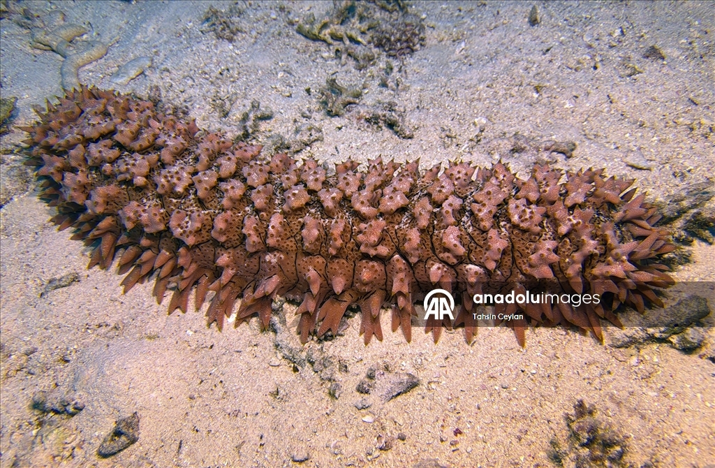 Akıllı cihazlar sualtı fotoğrafçılığında yeni bir dönemi başlattı