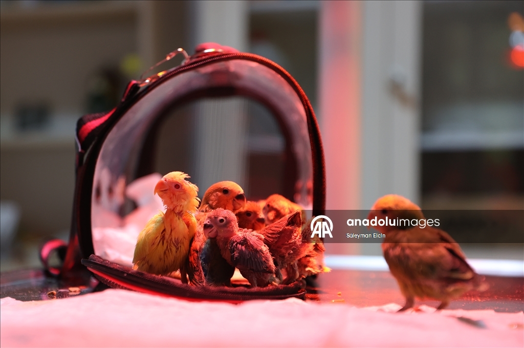 El konulan cennet papağanı yavrularına doğal yaşam parkında özenle bakılıyor