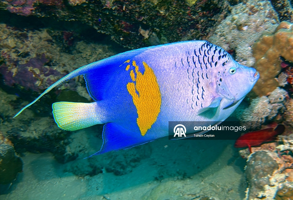 Akıllı cihazlar sualtı fotoğrafçılığında yeni bir dönemi başlattı