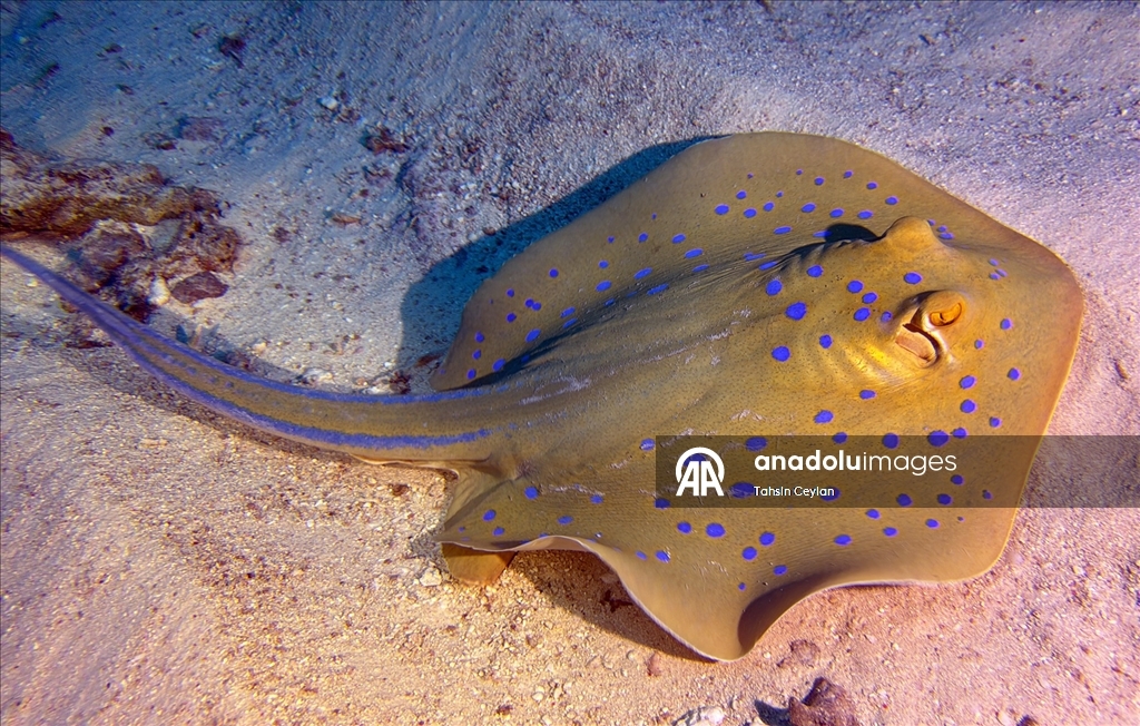 Akıllı cihazlar sualtı fotoğrafçılığında yeni bir dönemi başlattı