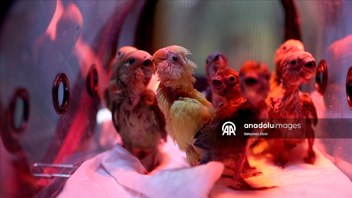 El konulan cennet papağanı yavrularına doğal yaşam parkında özenle bakılıyor