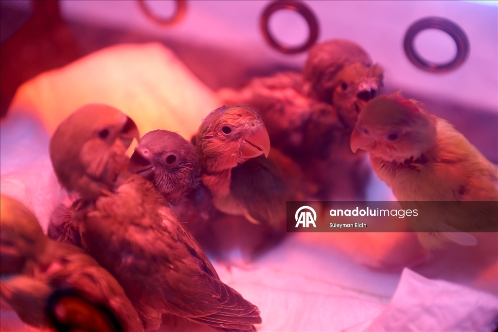 El konulan cennet papağanı yavrularına doğal yaşam parkında özenle bakılıyor