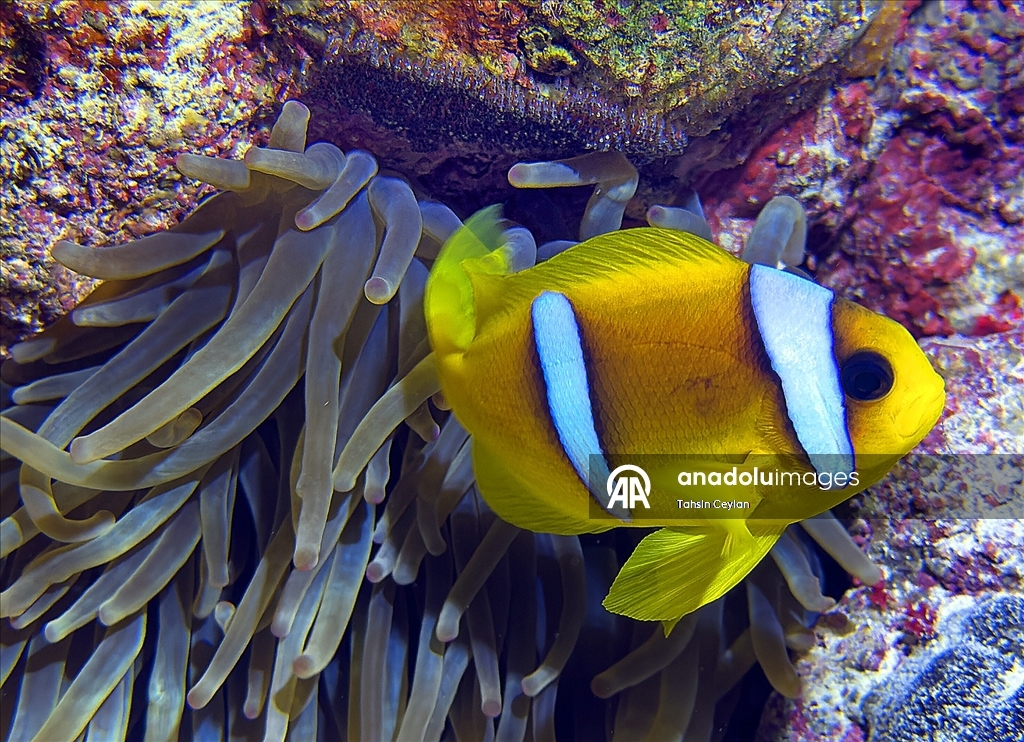 Akıllı cihazlar sualtı fotoğrafçılığında yeni bir dönemi başlattı