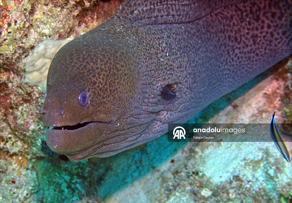 Akıllı cihazlar sualtı fotoğrafçılığında yeni bir dönemi başlattı