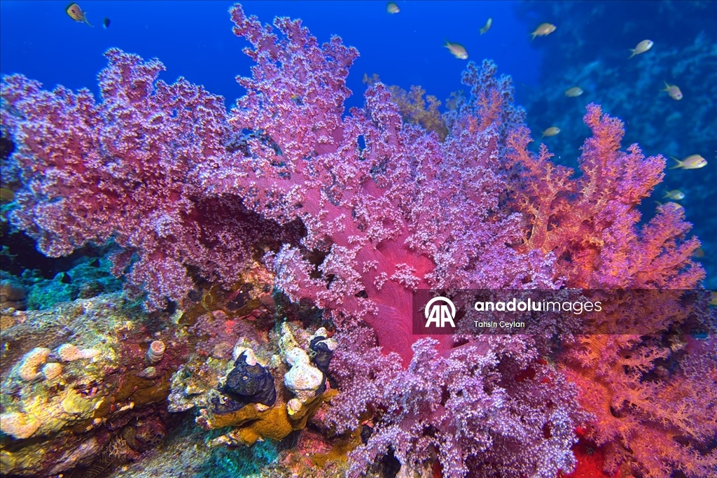 Akıllı cihazlar sualtı fotoğrafçılığında yeni bir dönemi başlattı