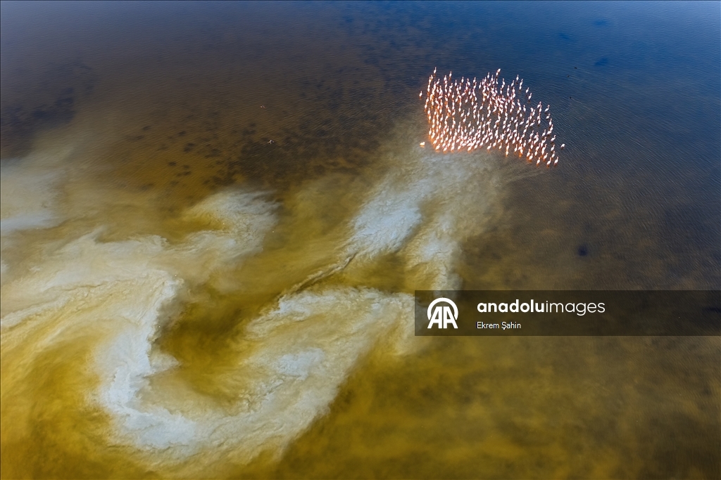 Adana’daki lagünlerde kalan flamingolar sulak alanları mesken tuttu