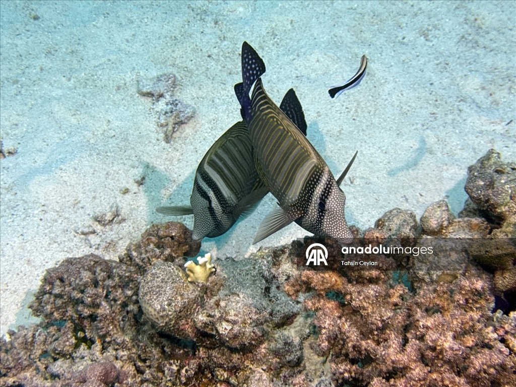 Akıllı cihazlar sualtı fotoğrafçılığında yeni bir dönemi başlattı