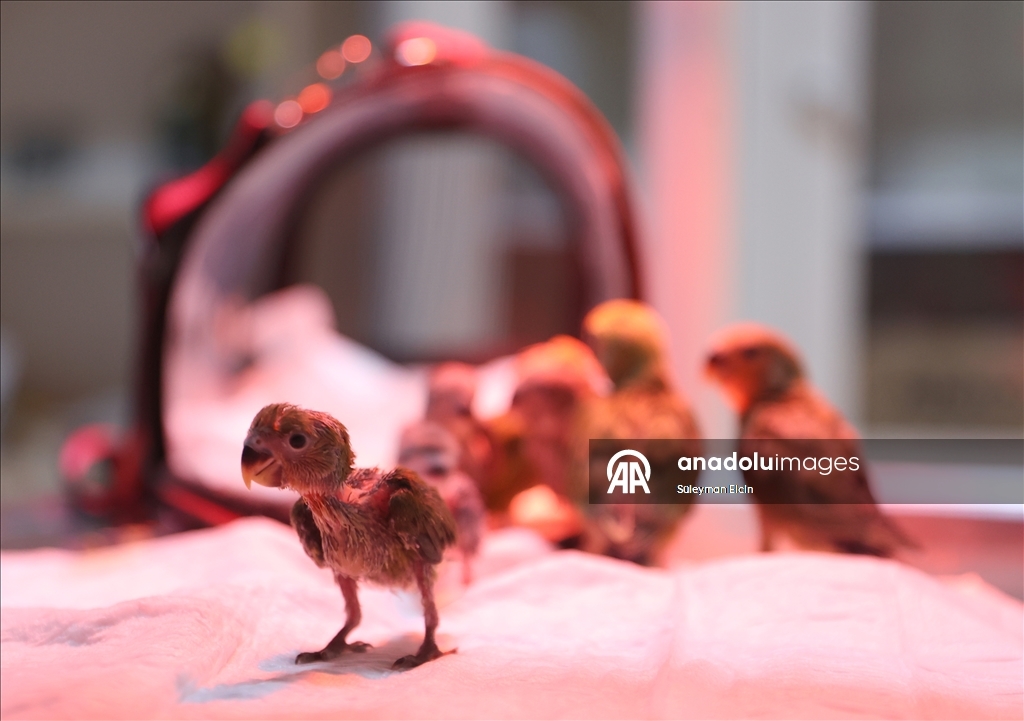 El konulan cennet papağanı yavrularına doğal yaşam parkında özenle bakılıyor