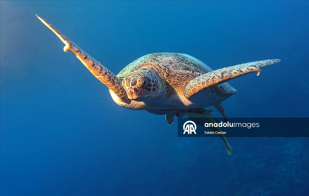 Akıllı cihazlar sualtı fotoğrafçılığında yeni bir dönemi başlattı