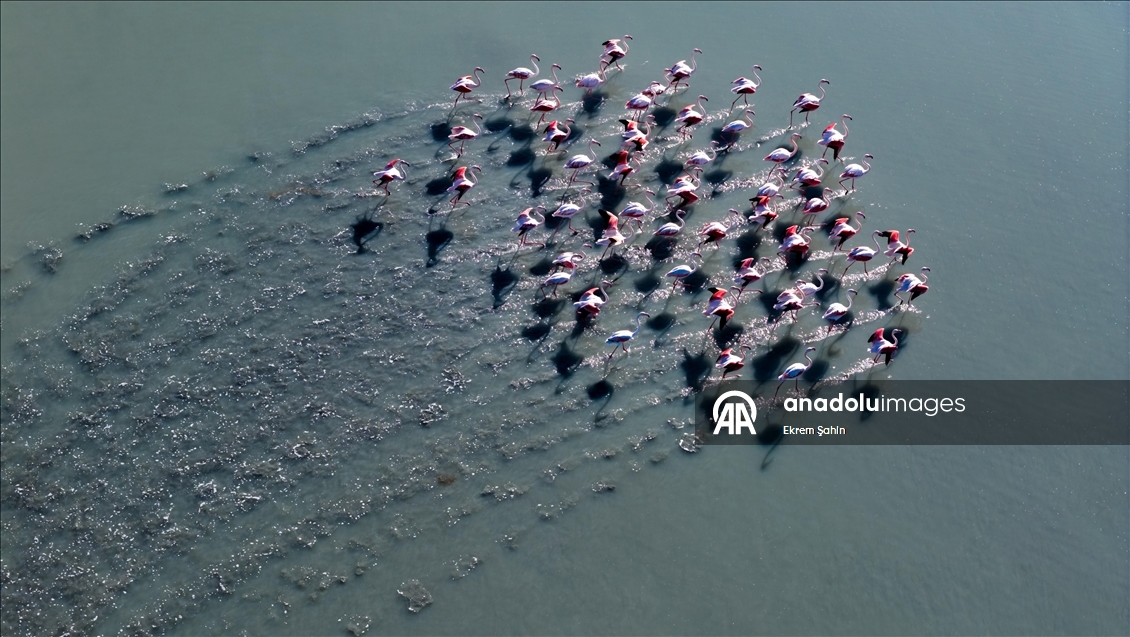 Adana’daki lagünlerde kalan flamingolar sulak alanları mesken tuttu