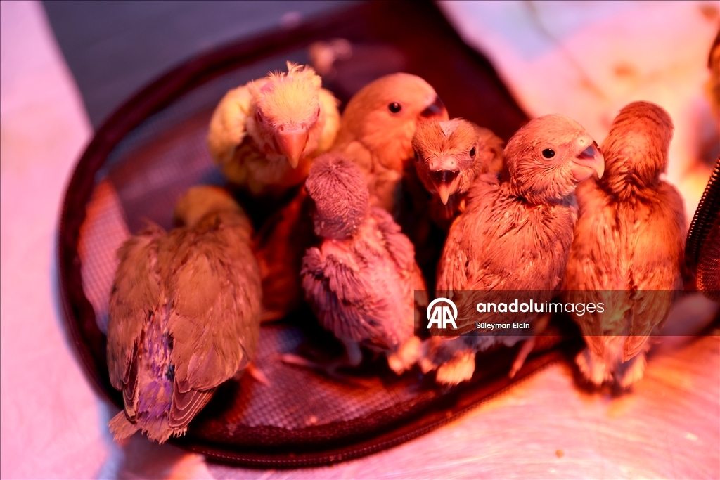 El konulan cennet papağanı yavrularına doğal yaşam parkında özenle bakılıyor