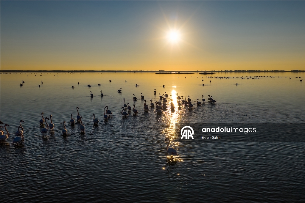 Adana’daki lagünlerde kalan flamingolar sulak alanları mesken tuttu