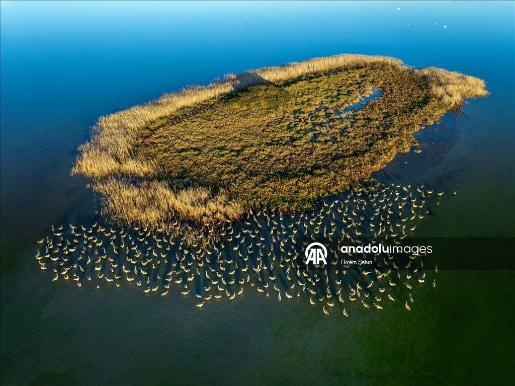 Adana’daki lagünlerde kalan flamingolar sulak alanları mesken tuttu