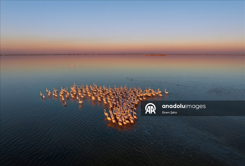 Adana’daki lagünlerde kalan flamingolar sulak alanları mesken tuttu
