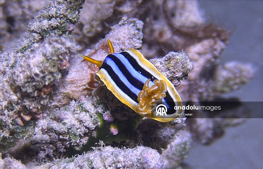 Akıllı cihazlar sualtı fotoğrafçılığında yeni bir dönemi başlattı
