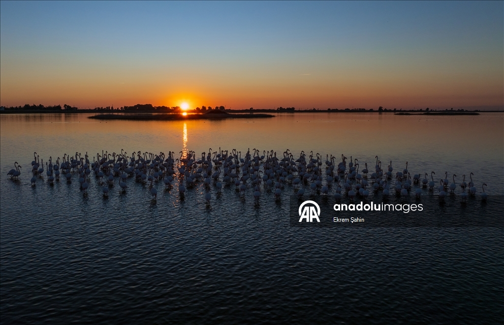 Adana’daki lagünlerde kalan flamingolar sulak alanları mesken tuttu