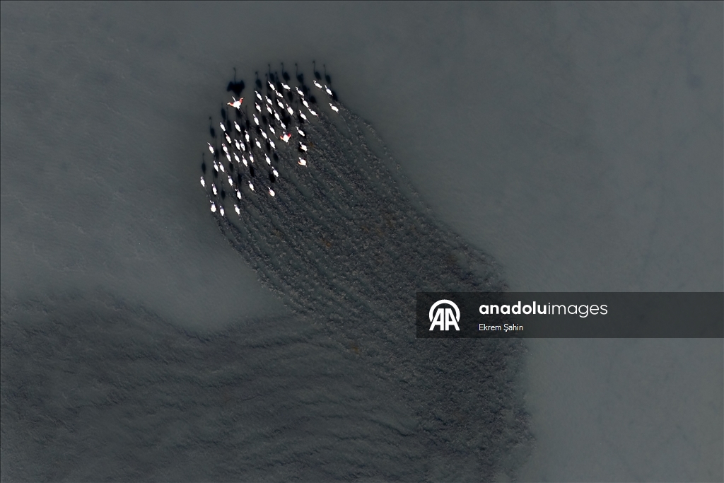 Adana’daki lagünlerde kalan flamingolar sulak alanları mesken tuttu