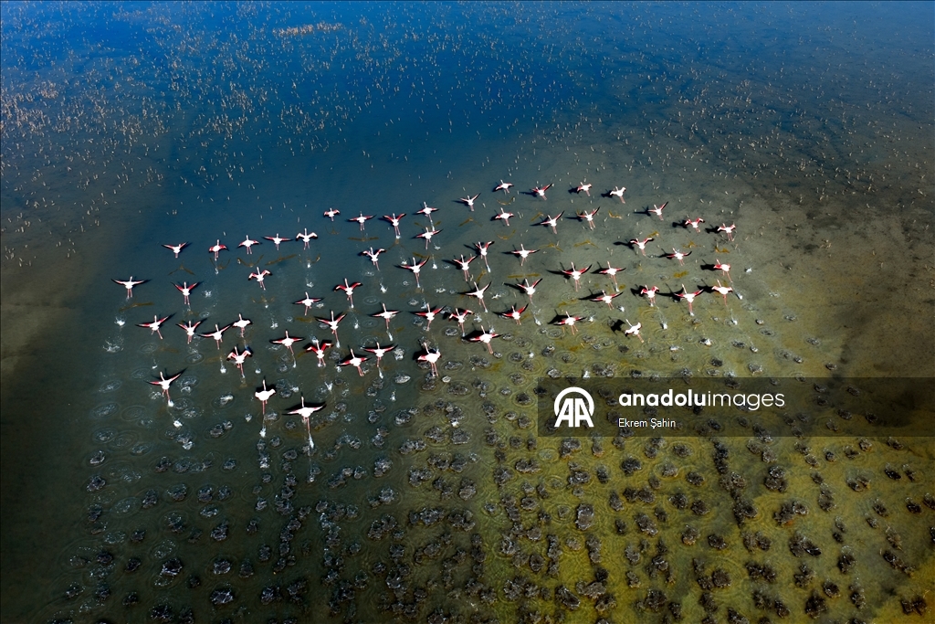 Adana’daki lagünlerde kalan flamingolar sulak alanları mesken tuttu