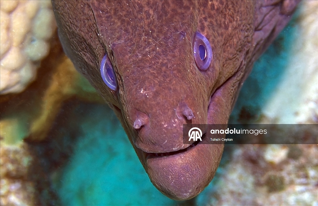 Akıllı cihazlar sualtı fotoğrafçılığında yeni bir dönemi başlattı